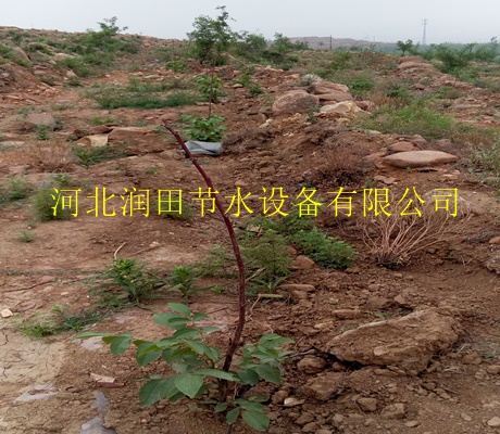 铜川市出售 离心网式过滤器|果树滴灌滴头 质量 