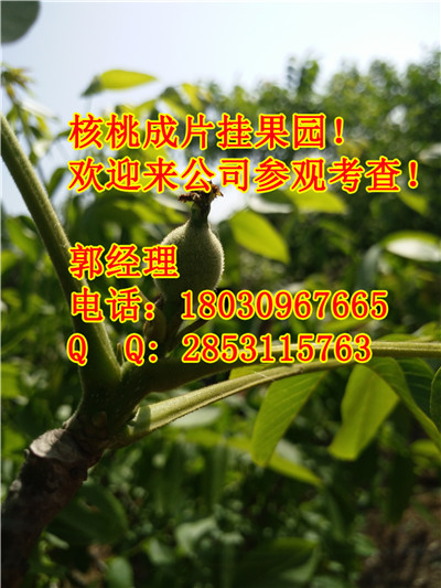 广元核桃苗的管理方式