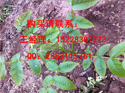 垫江早川核桃苗木种植基地，优质嫁接核桃苗品种，嫁接核桃苗多少钱一株？