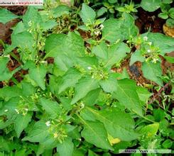 供应澳洲茄碱 芹菜素 澳洲茄边碱 辽东楤木皂苷V