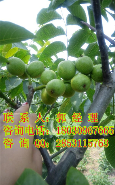 川早2号核桃苗抗寒性