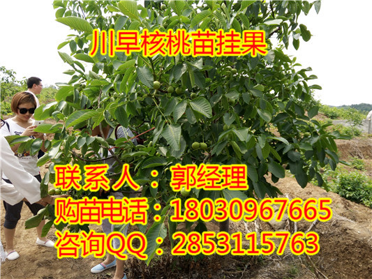 川早2号核桃苗几年挂果，