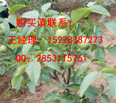 汉阴早实核桃苗品种认证，8518核桃苗哪里培育的好，核桃苗果实用价值