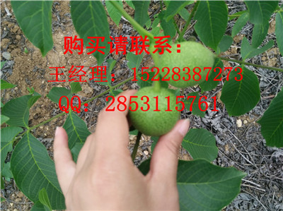 商洛早实核桃苗品种认证，8518核桃苗哪里培育的好，核桃苗果实用价值