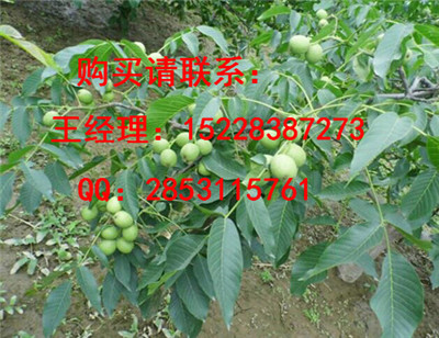 镇安早实核桃苗品种认证，8518核桃苗哪里培育的好，核桃苗果实用价值