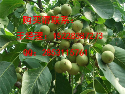 山阳早实核桃苗品种认证，8518核桃苗哪里培育的好，核桃苗果实用价值