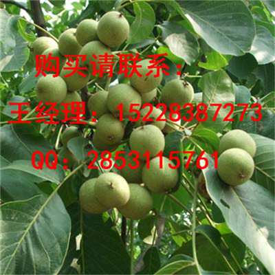 洛南早实核桃苗品种认证，8518核桃苗哪里培育的好，核桃苗果实用价值