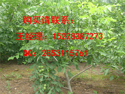 商南早实核桃苗品种认证，8518核桃苗哪里培育的好，核桃苗果实用价值