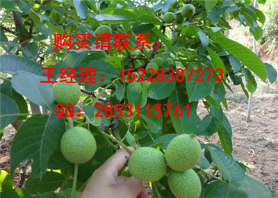 丹凤早实核桃苗品种认证，8518核桃苗哪里培育的好，核桃苗果实用价值