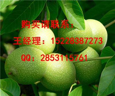柞水早实核桃苗品种认证，8518核桃苗哪里培育的好，核桃苗果实用价值