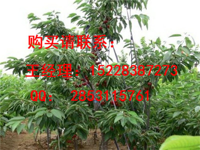 云龙优质茵红李子苗的产量，嫁接茵红李子苗的效益，茵红李子苗挖坑