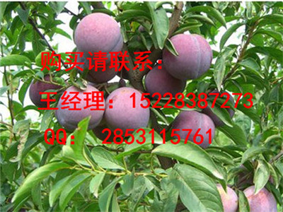 鹤庆优质茵红李子苗的产量，嫁接茵红李子苗的效益，茵红李子苗挖坑