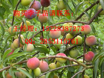 永平优质茵红李子苗的产量，嫁接茵红李子苗的效益，茵红李子苗挖坑