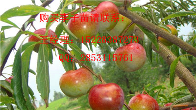 铜梁哪里有嫁接晚熟李子苗基地，丰产期的李子苗能产多少斤