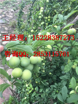沙坪坝哪里有嫁接晚熟李子苗基地，丰产期的李子苗能产多少斤