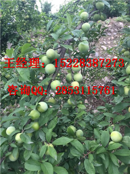 大渡口哪里有嫁接晚熟李子苗基地，丰产期的李子苗能产多少斤