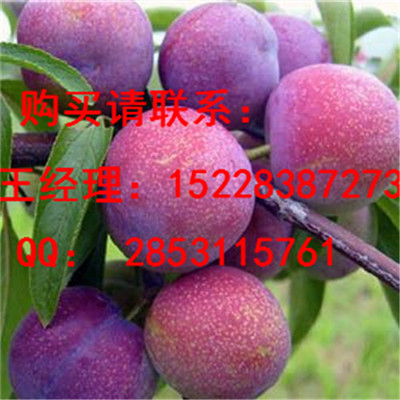 九龙坡哪里有嫁接晚熟李子苗基地，丰产期的李子苗能产多少斤