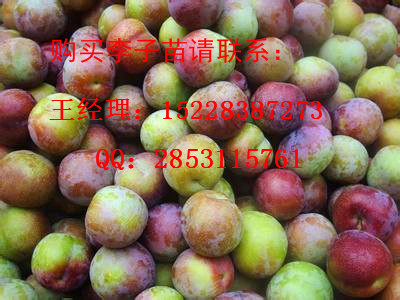 长寿哪里有嫁接晚熟李子苗基地，丰产期的李子苗能产多少斤