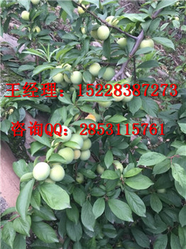 黔江哪里有嫁接晚熟李子苗基地，丰产期的李子苗能产多少斤