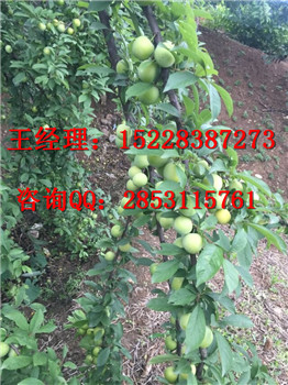 涪陵哪里有嫁接晚熟李子苗基地，丰产期的李子苗能产多少斤