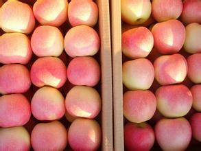 供应莫袋嘎拉苹果、美八苹果、75-100型号、山西产地、优质批发