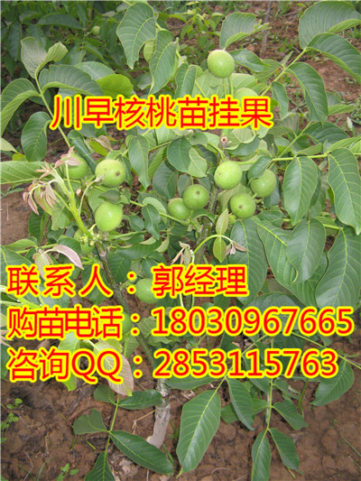 贵州香玲核桃苗，引荐香玲核桃苗，种植香玲核桃苗