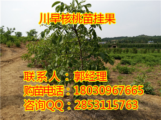 贵州香玲核桃苗，香玲新种类，香玲核桃苗批发