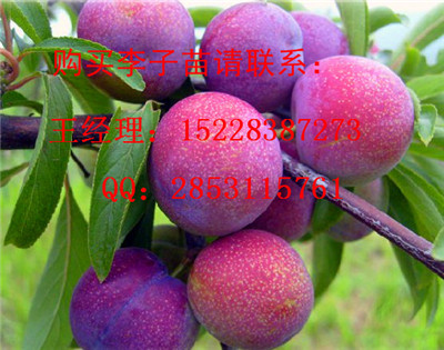 榕江脆红李子苗苗圃基地，脆红李子苗嫁接技术，优质脆紅李子苗产量