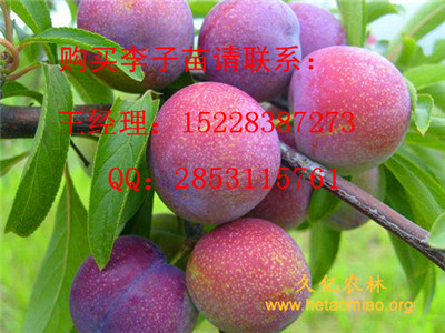 黄平脆红李子苗苗圃基地，脆红李子苗嫁接技术，优质脆紅李子苗产量