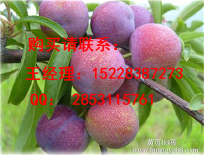 锦屏脆红李子苗苗圃基地，脆红李子苗嫁接技术，优质脆紅李子苗产量
