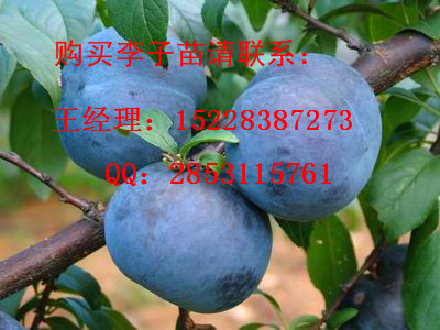 从江脆红李子苗苗圃基地，脆红李子苗嫁接技术，优质脆紅李子苗产量