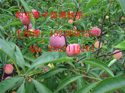 施秉脆红李子苗苗圃基地，脆红李子苗嫁接技术，优质脆紅李子苗产量