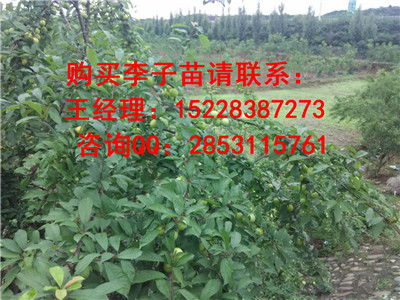 忠县嫁接青脆李子苗系列品种，良种优质李子苗木基地批发商报价