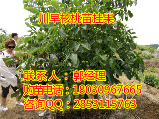 西安怎么种植8518早实薄壳核桃苗，8518核桃苗种植基地