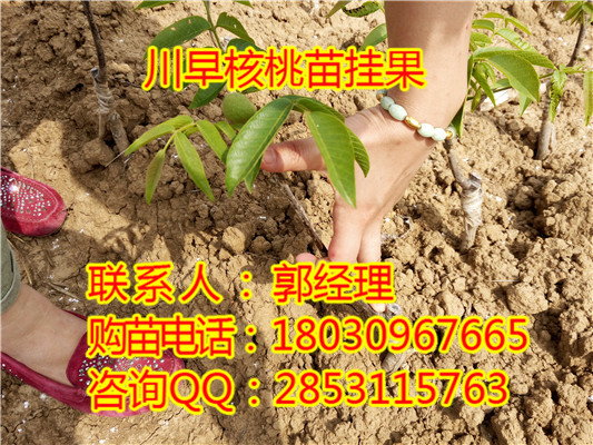 陕西优质嫁接8518核桃苗，8518核桃苗种植技术