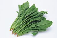 供应菠菜提取物