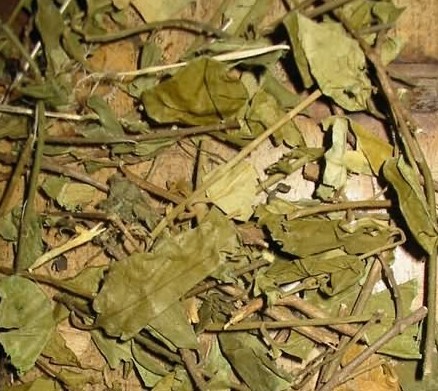 供应侧柏叶提取物