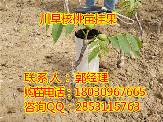 云南8518核桃苗种植云南8518核桃苗品种