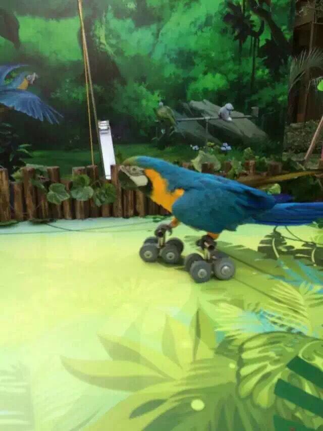 哪里有百鸟展览鹦鹉表演