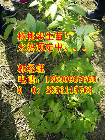湖南8518种植时需要注意的事