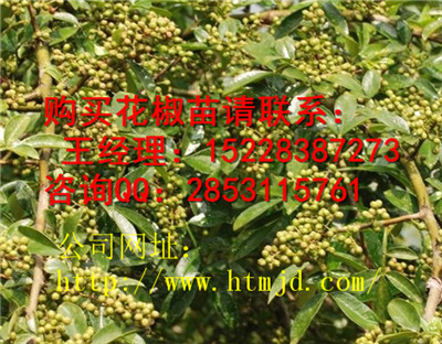 延长嫁接青花椒种植季节，花椒苗木管理及主要病虫害防治