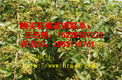 黄龙嫁接青花椒种植季节，花椒苗木管理及主要病虫害防治