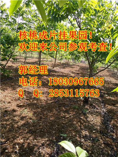 湖南8518核桃苗的种植技术，湖南8518嫁接核桃苗