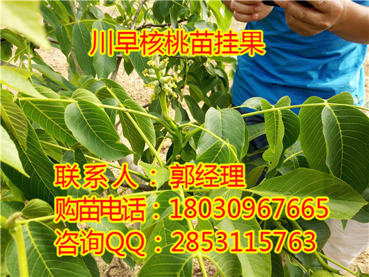 贵州香玲核桃苗，引荐8518核桃苗，种植川早核桃苗