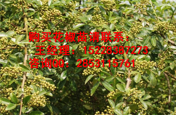 临夏良种高产花椒苗的繁植方法及用途，嫁接花椒苗多少钱一株
