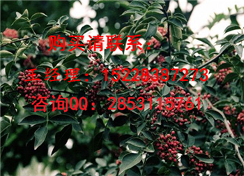 康乐良种高产花椒苗的繁植方法及用途，嫁接花椒苗多少钱一株