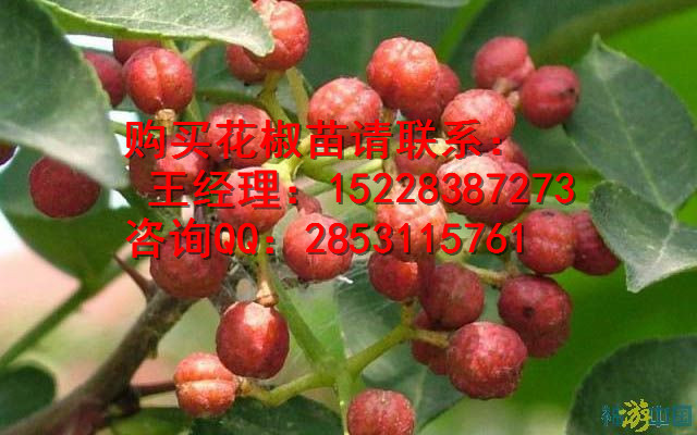 永靖良种高产花椒苗的繁植方法及用途，嫁接花椒苗多少钱一株