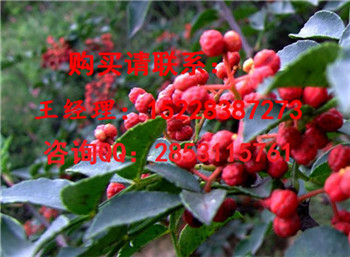 合作良种高产花椒苗的繁植方法及用途，嫁接花椒苗多少钱一株