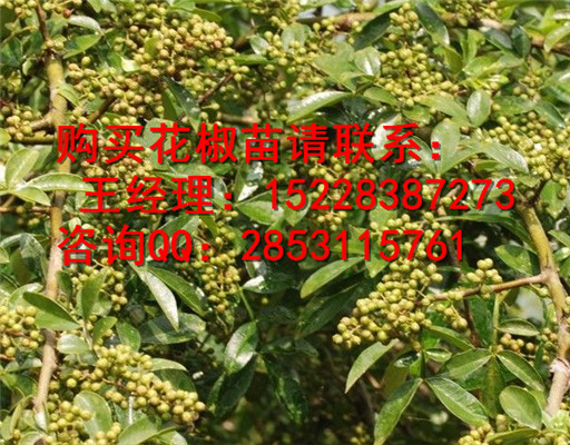 临潭良种高产花椒苗的繁植方法及用途，嫁接花椒苗多少钱一株