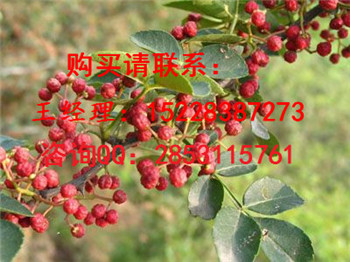 卓尼良种高产花椒苗的繁植方法及用途，嫁接花椒苗多少钱一株